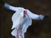 Large Birds80