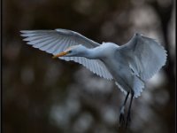 Large Birds81