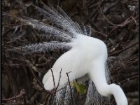 Large Birds82