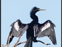 Large Birds86