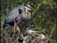 Large Birds87