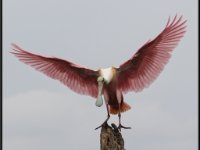 Large Birds