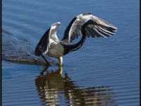 Large Birds90