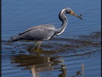 Large Birds91