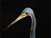Large Birds93