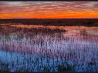 Nature10