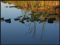 Nature16