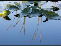 Nature17