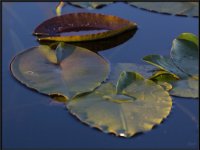 Nature18
