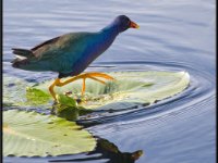 Small Birds11