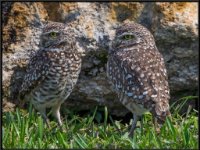 Small Birds13