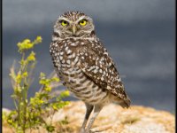 Small Birds14