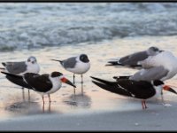 Small Birds16
