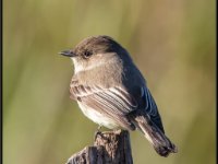 Small Birds2