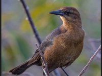 Small Birds20