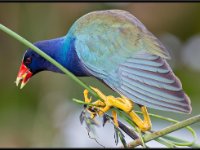 Small Birds21
