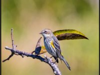 Small Birds22