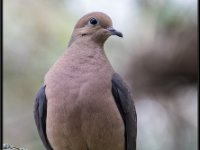 Small Birds3