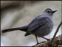 Small Birds4