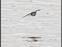 Small Birds5