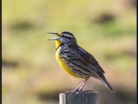 Small Birds6