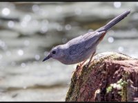 Small Birds7