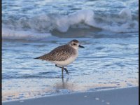 Small Birds8
