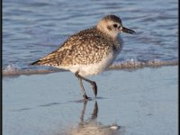 Small Birds9