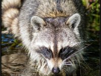 Wildlife16