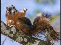 Wildlife4