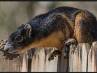 Wildlife5