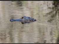 Wildlife6