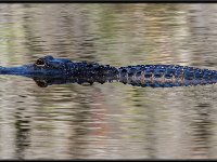 Wildlife7