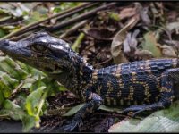 Wildlife9
