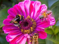 585A0645-Enhanced-NR-enhanced 1920x1742 U 40 Original ratio - copy : Web Sharp: Original ratio