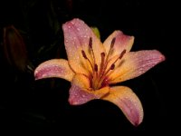 585A7353-Enhanced-NR