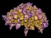 585A7354-Enhanced-NR-enhanced 2028x1600 U 100 Original ratio gainMap