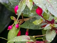 585A7377-Enhanced-NR