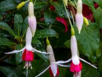 585A7381-Enhanced-NR