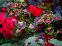 585A7387-Enhanced-NR