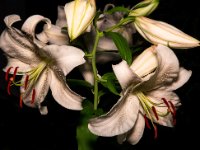 A29A8468-web770x1079U100