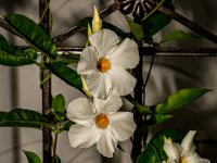 A29A8893-web1381x1080U100