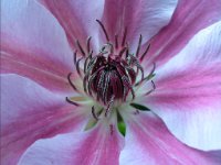 Clematis
