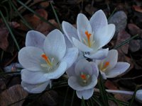 Crocus20