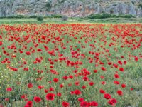 DSCN9240-enhanced : Web Sharp: Original ratio