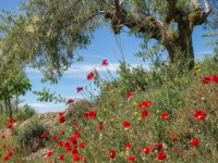 Flowers14-enhanced : Web Sharp: Original ratio