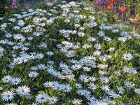 IMG 0699-enhanced : Web Sharp: Original ratio