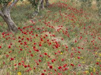 IMG 0744-enhanced : Web Sharp: Original ratio