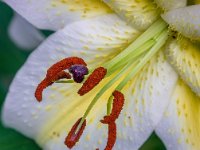 Iris Macro