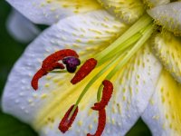 Iris closeup